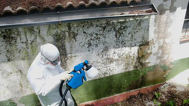 Trusted Black Mold Removal service in Bear Creek, NC - Cheap Mold Removal